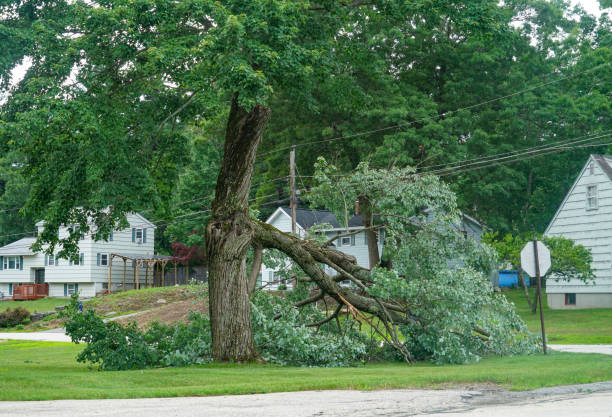 Professional  Tree Services in Grangeville, ID